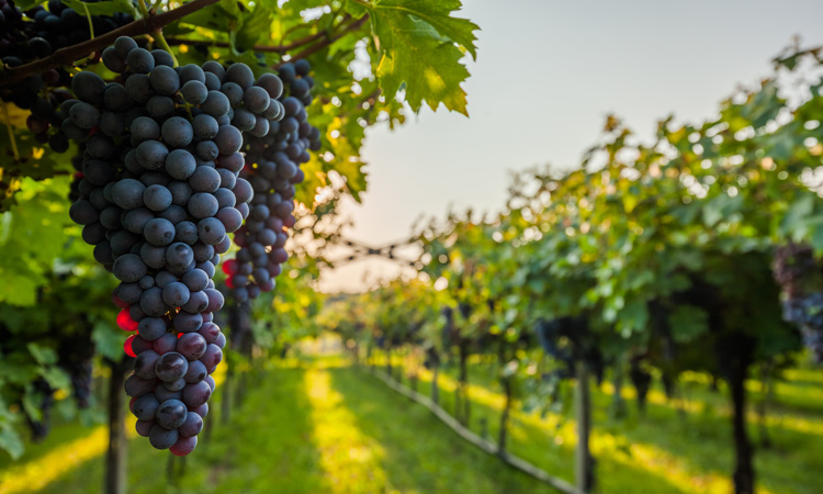 grapes